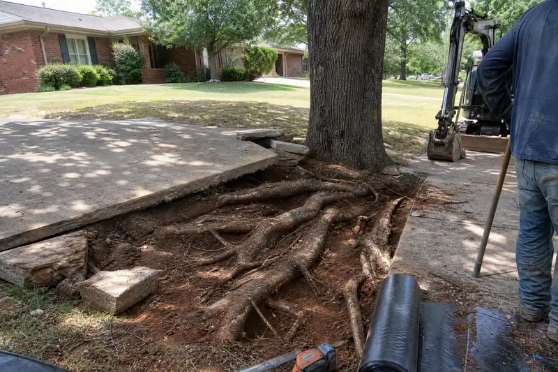 Removed driveway panel exposing thick post oak roots that lifted the concrete, with a roll of root barrier